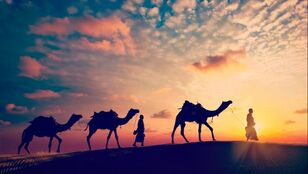 People walking camels through a desert during sunset